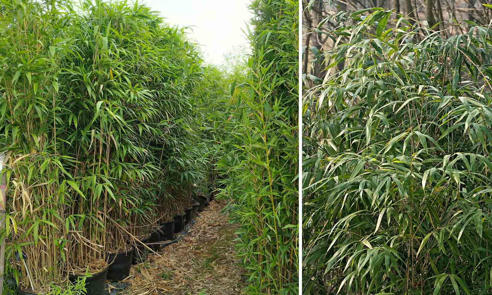 NooElec Seeds India Agro Acres Hybrid Bamboo Seeds For Home Garden 20 Seeds Eco Pack - Grow any Seasons (Arrow Bamboo)