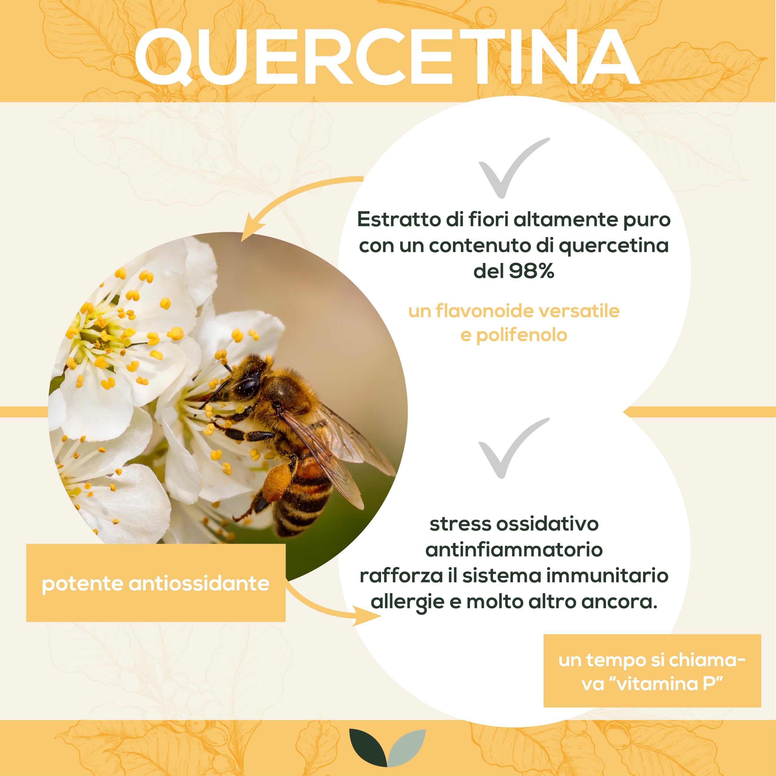 Quercetina 500 mg per capsula | 90 capsule | Altamente dosata | Da estratto di fiori di cordicella giapponese | Buona biodisponibilità e tollerabilità | Vegan