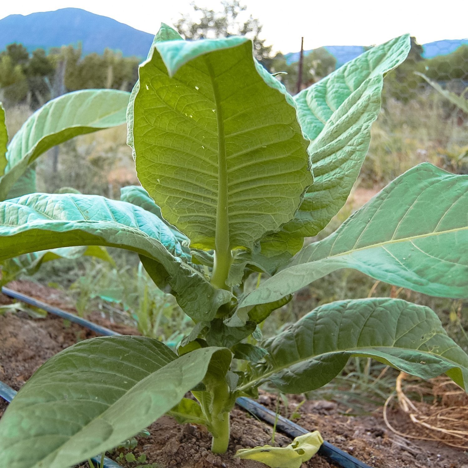 organic non gmo tobacco Bursa Seeds for Planting - ~100 Non-gmo Heirloom Tobacco Seeds - Nicotiana Tabacum - Farm & Garden Seeds 60 days Mac Baren Pure Tobacco |