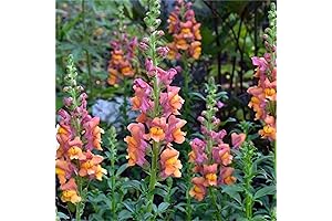 Rare Snapdragon Flower Seeds: Enhance Your Garden with Vibrant Antirrhinum
