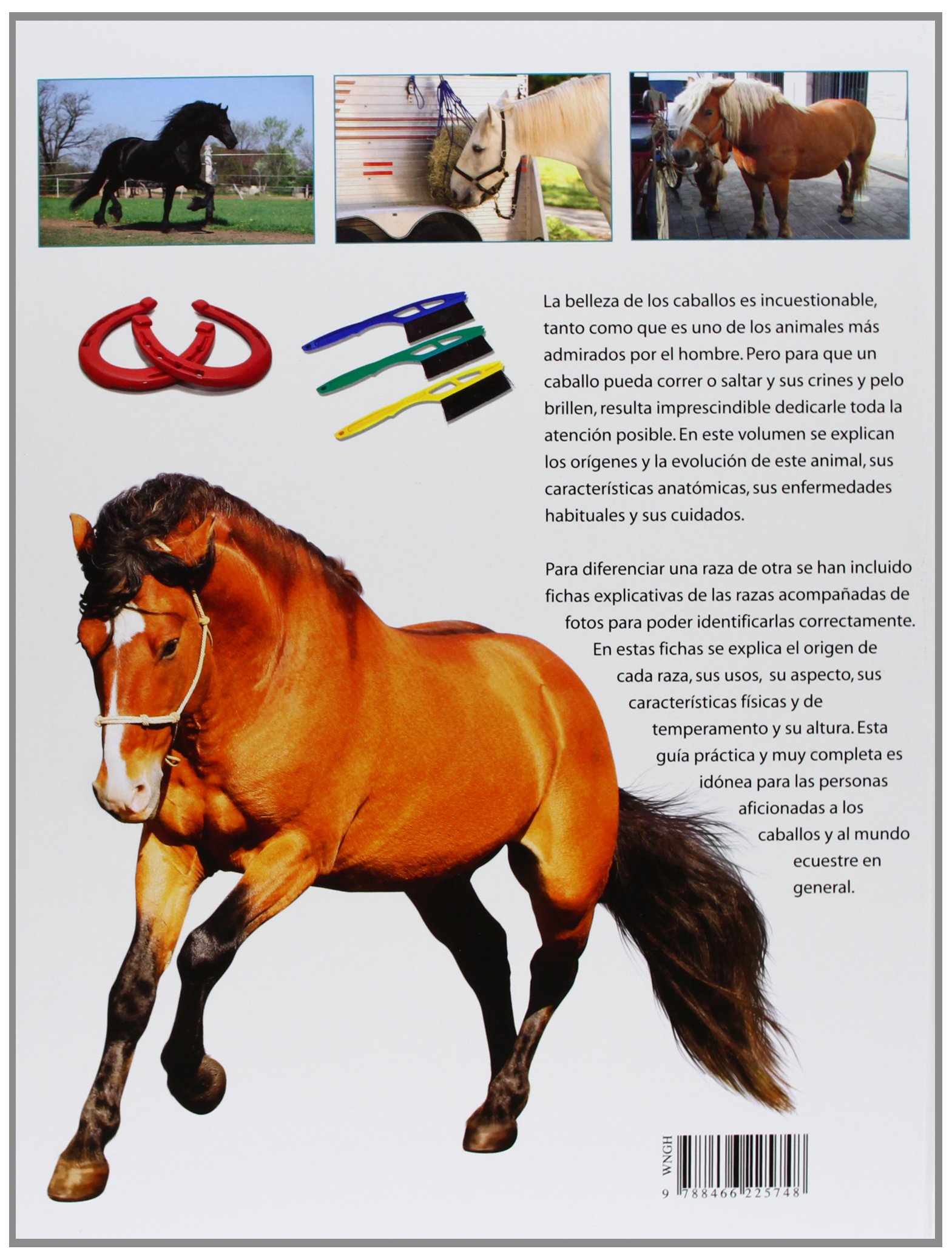 Guía Práctica del Caballo