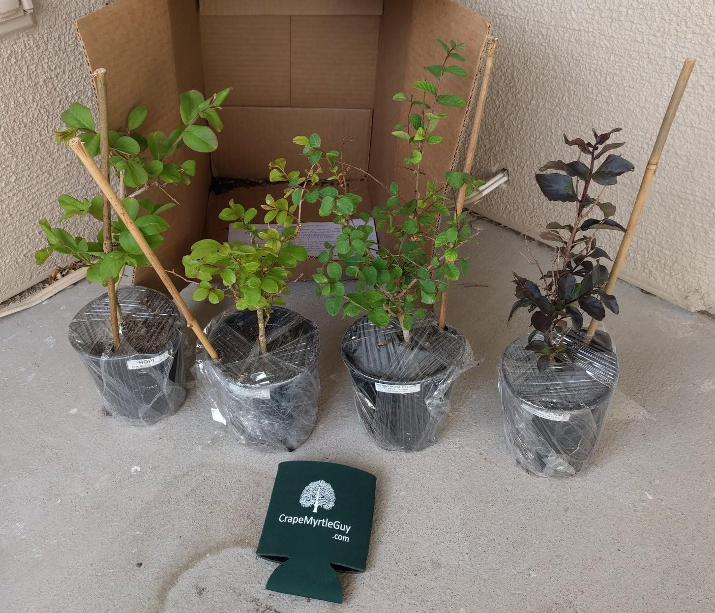 Bundle of 4 Red Rocket Crape Myrtle Trees by Crape Myrtle Guy - Quart Containers - 6-12 Inches Tall