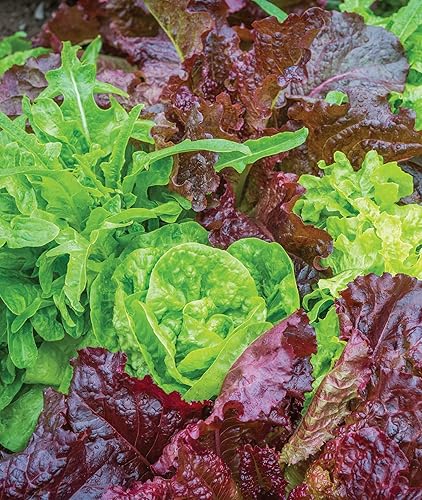 Miniatura 9 de Burpee Semillas de lechuga Looseleaf Blend 1500 semillas