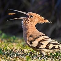 Vista 8 de Larvas secas de mosca soldado negro de 5 libras, alimento para pollo sin OMG y lleno de nutrientes, fuerte producción de huevos y salud, rico