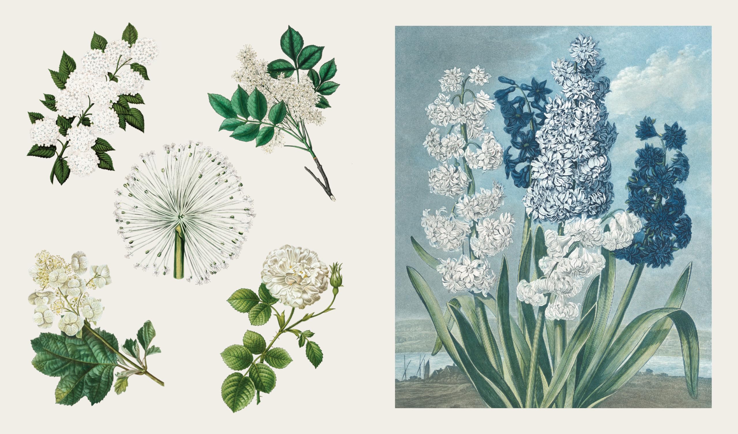 Blooms and Butterflies
