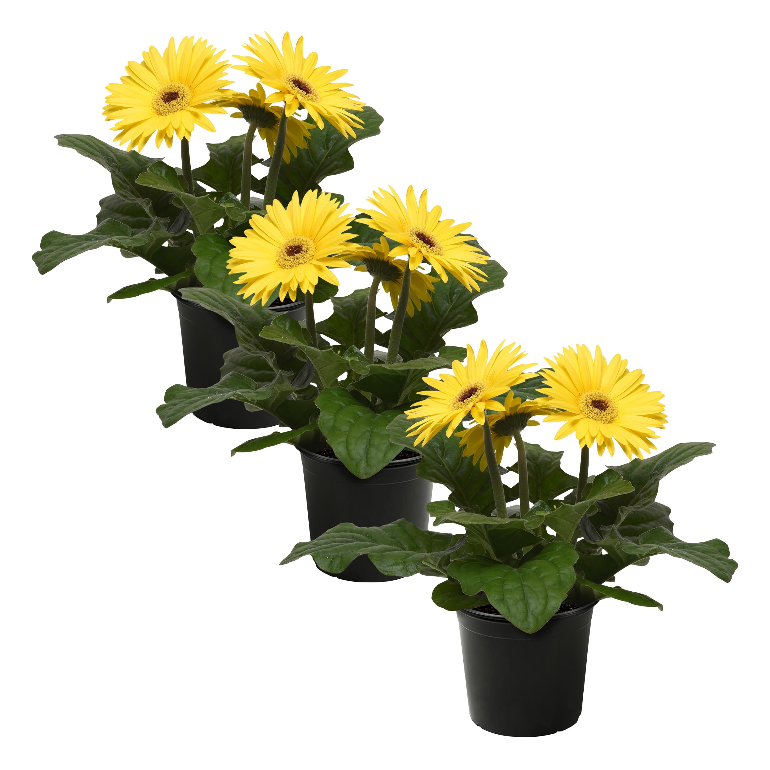 Live Flowering Gerbera Daisies Yellow