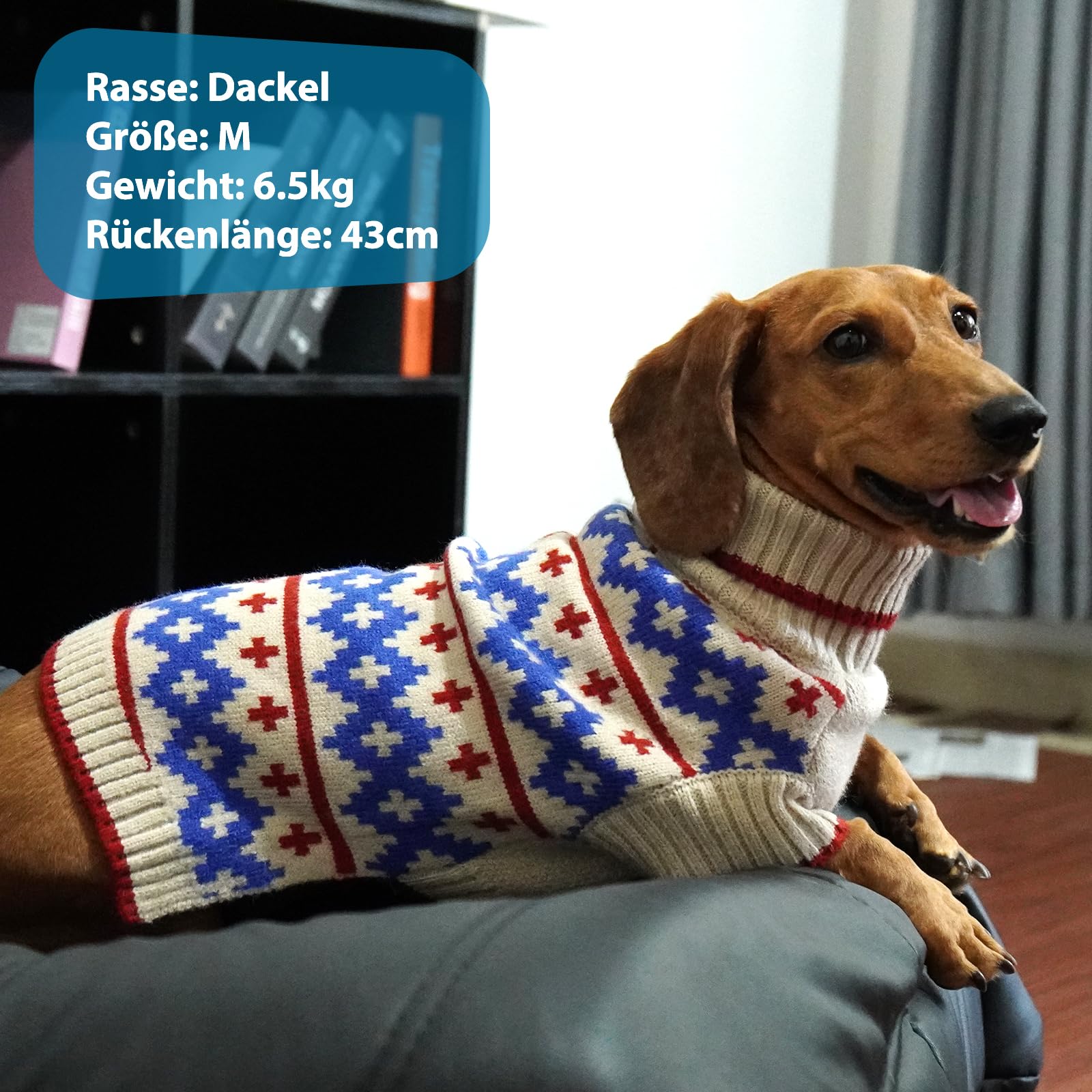 Cani Maglione Albicocca