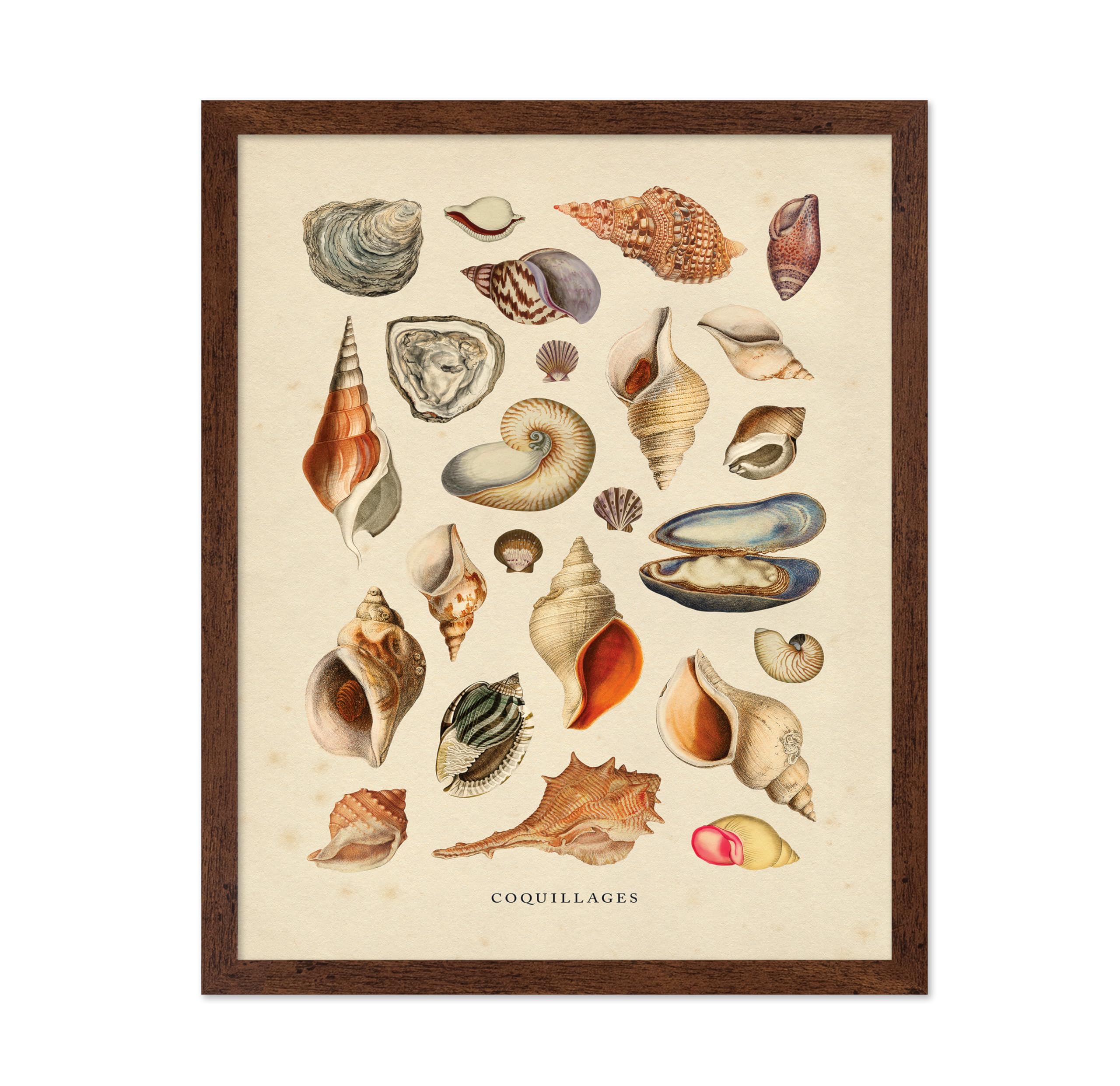 Monem Art Vintage Sea Shells Print - Aquatic Poster - Marine Life Art - Housewarming Gift for Men & Women - Minimal Decor for Office, Living Room or