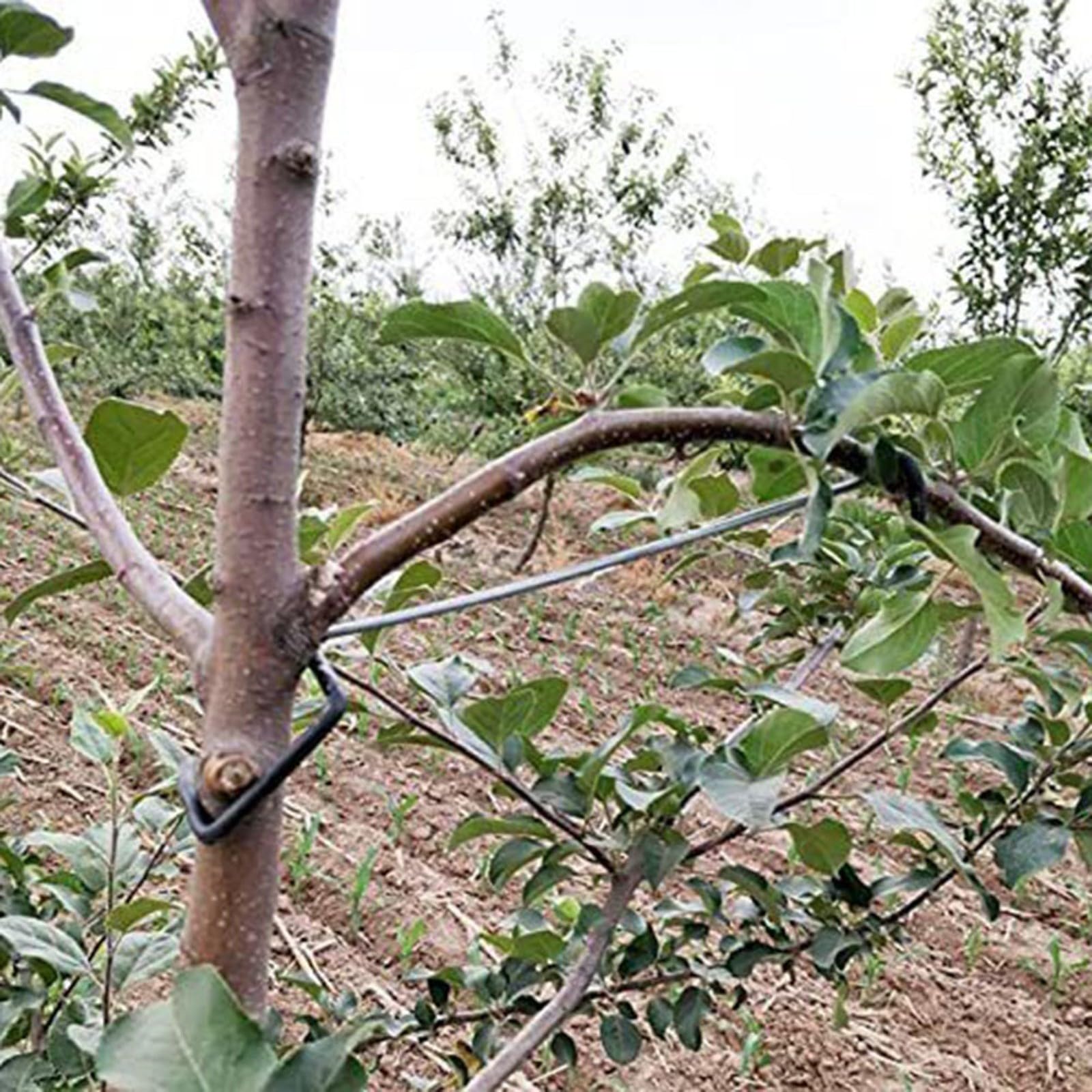 Lot de 20 écarteurs de branches d'arbre fruitier - Fil réutilisable - 06T