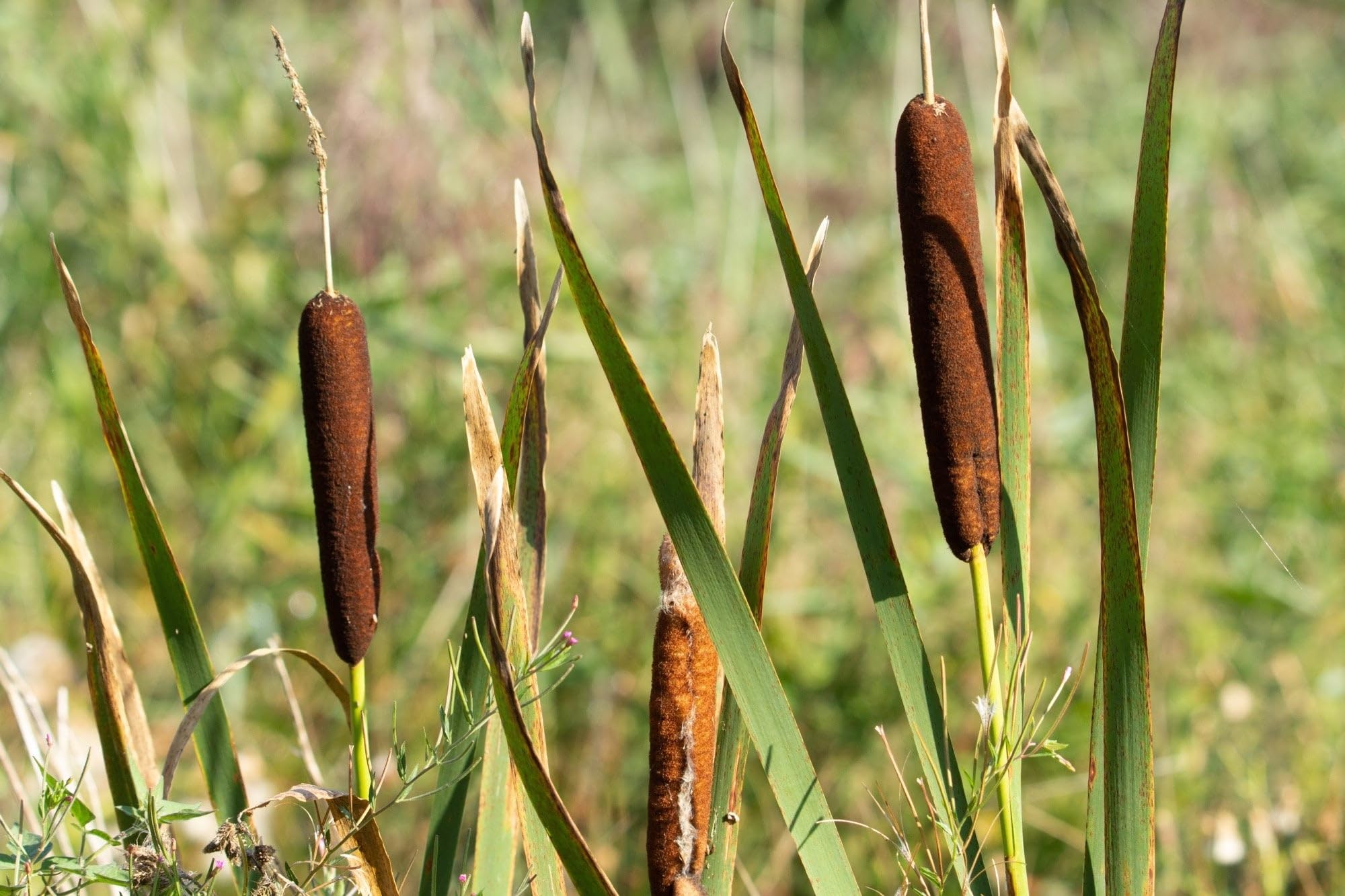 Lincsplants - Typha angustifolia-1 / 1Ltr Bareroot