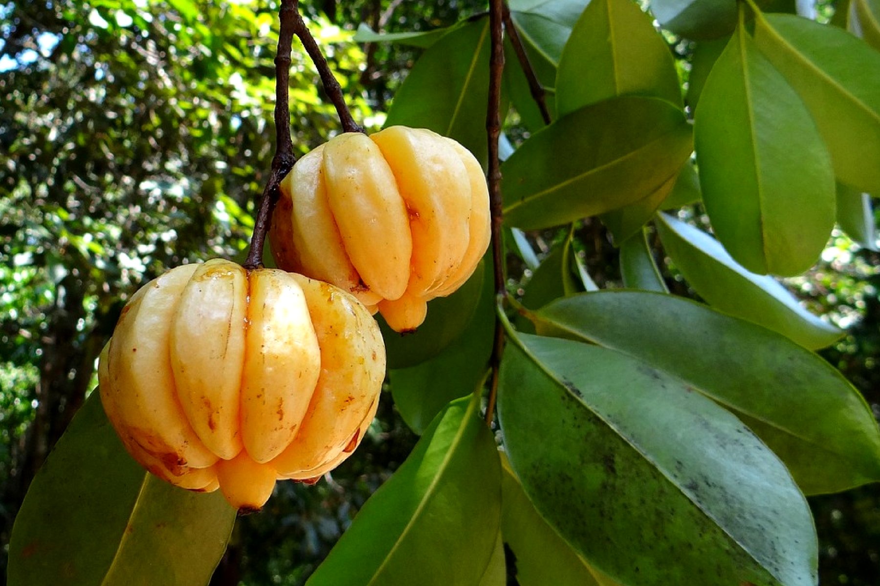 Creative Farmer Live Plant Garcinia Cambogia Tropical Fruit Herb Garden Plant(1 Healthy Live Plant) (B07YYBQBBV) Amazon Price History, Amazon Price Tracker