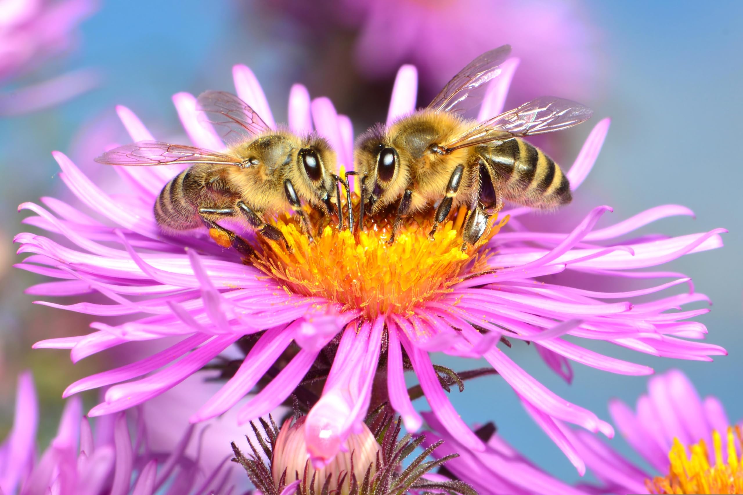 80 Sorten Imker Bienenweide. Ähnlich Veitshöchheimer Bienenweide. (400m² = 800,0g)