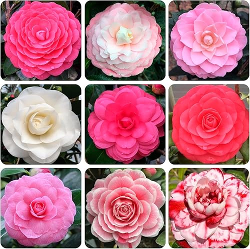 Miniatura 1 de Más de 20 semillas mixtas de camelia para plantar, arbustos de camelia, plantas de semillas de flores Balsamina en maceta de bajo mantenimiento