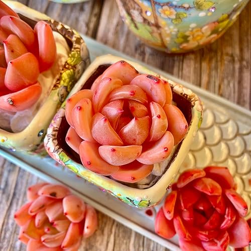 Miniatura 5 de Echeveria - Kit de suculentas de vino tinto y champán, con maceta de plástico, 1 cabeza de planta viva de 2 pulgadas, suelo comprimido y guía, para