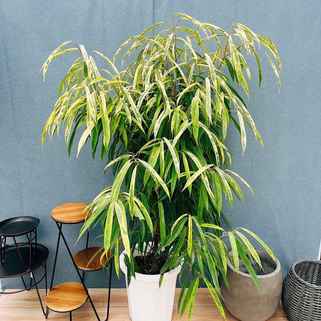 Amazon｜湘南ゴム 斑入り 10号 観葉植物 大型 室内 ゴムの木｜観葉植物