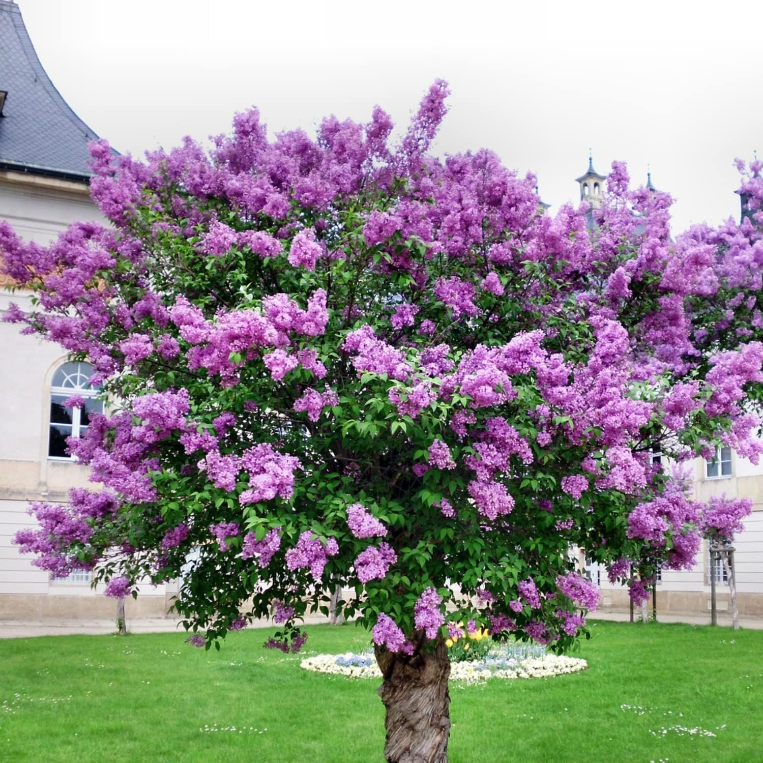 Purple Lilac Syringa Plants Live Flowers Fragrant for Planting from 2 Ft Planting Ornaments Garden Perennials Simple to Grow Pots Gift