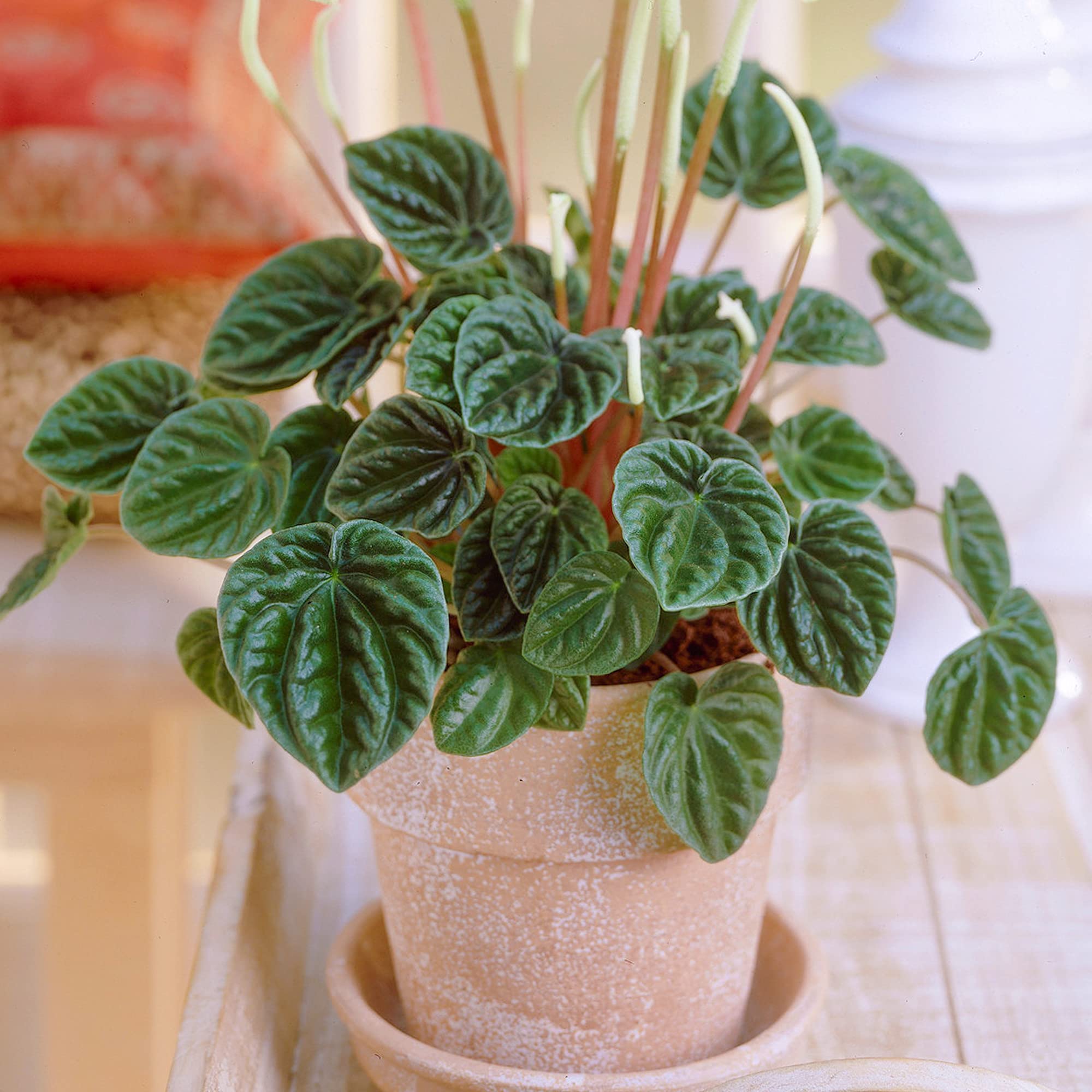 Peperomia Lilian | 15-25cm Potted Radiator Plant | Indoor Small House Plant