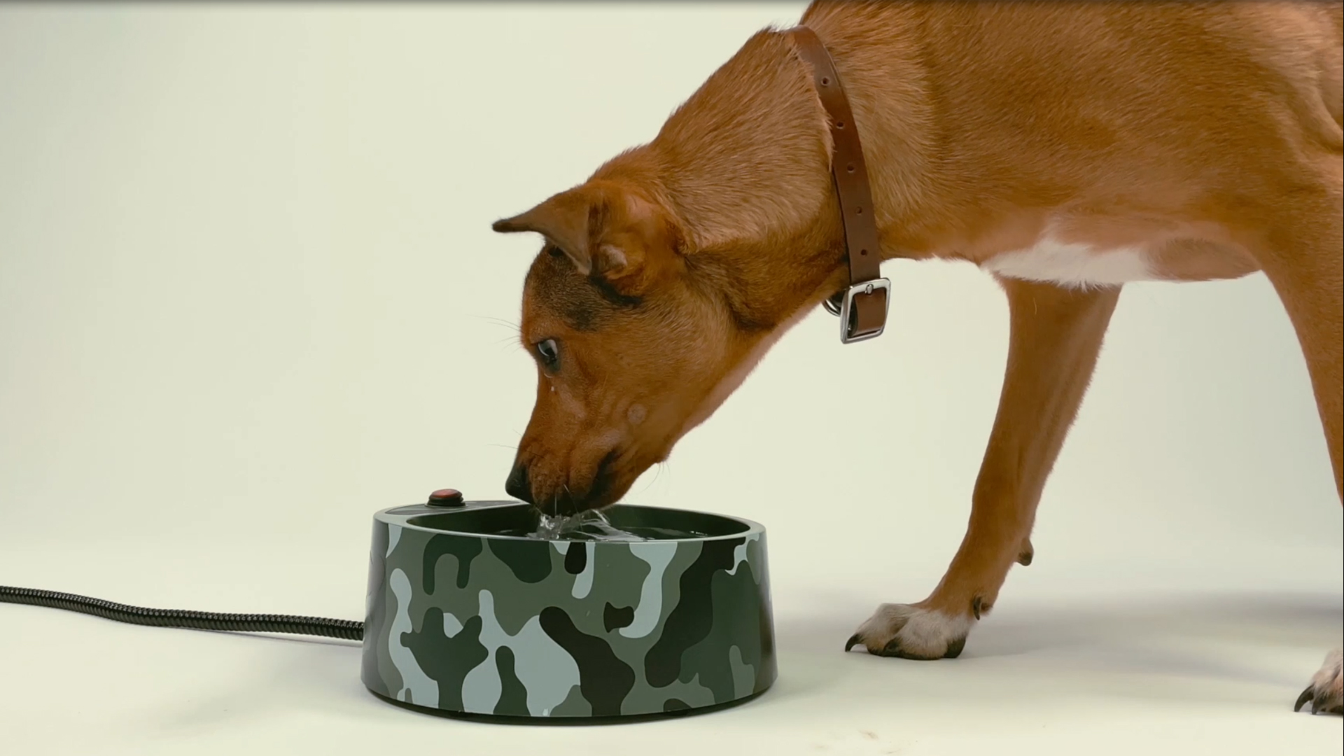 automatic pet feeder wet cat food YumShare Solo 2 Automatic Cat Feeder with AI Camera