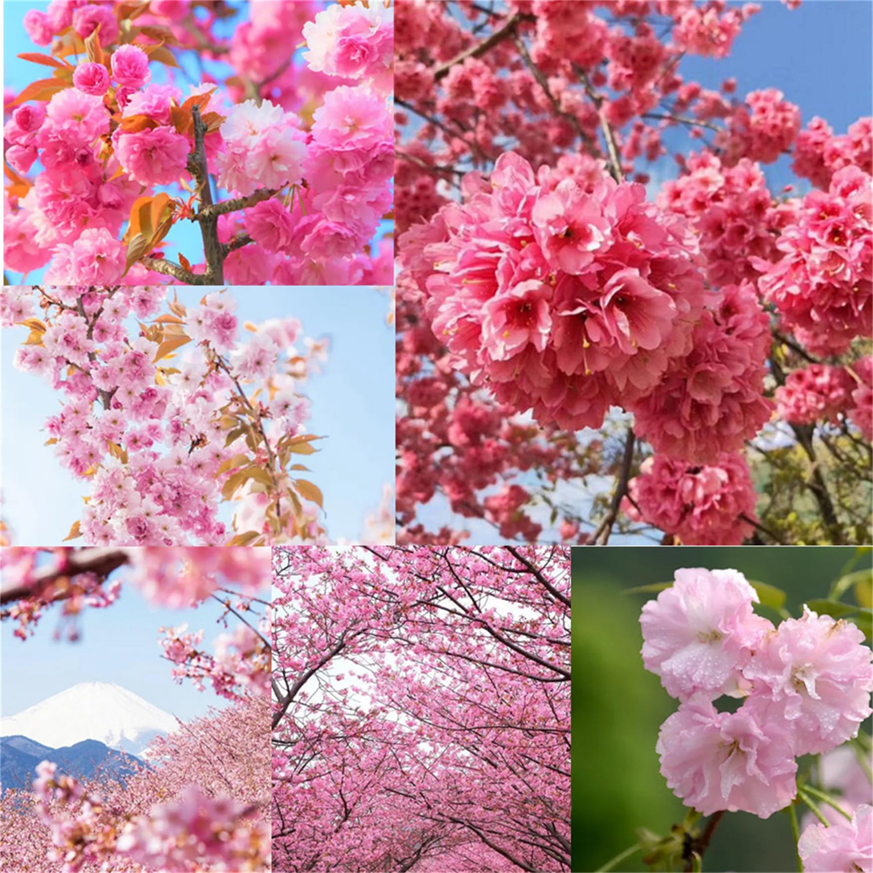 Amazon.com : Garden Plant Seed Flower Seed 20Pcs Japanese