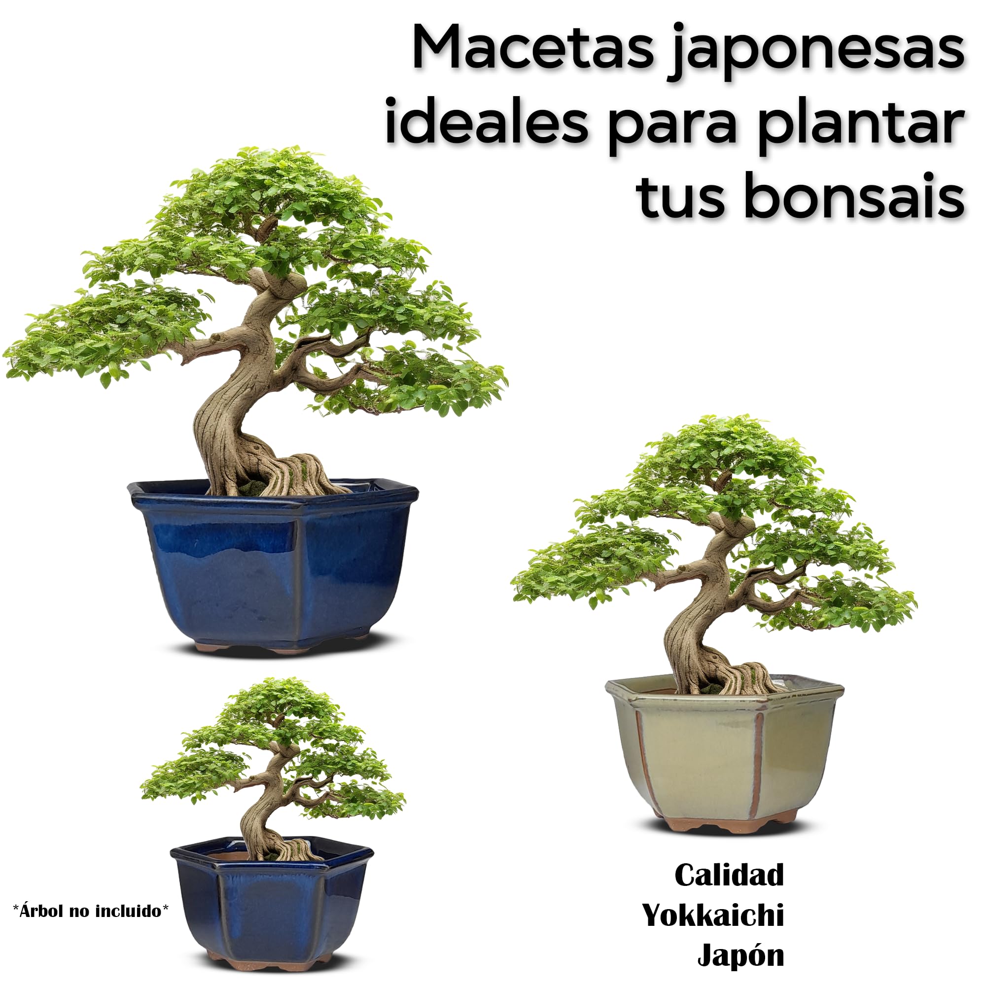 ficus bonsai formen Ficus Bonsai Kokedama