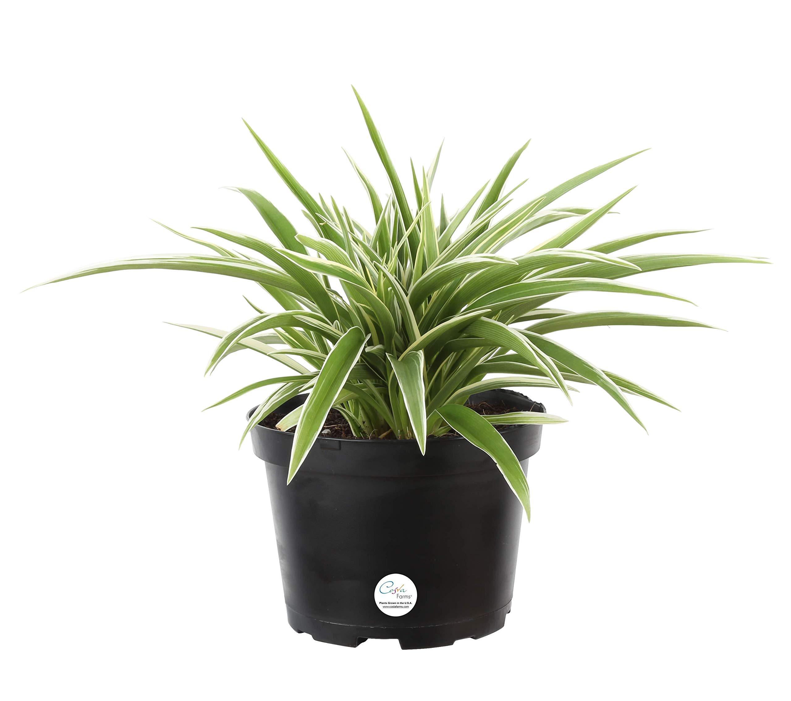 Buy Costa Farms Chlorophytum comosum Spider Live Indoor , 10Inches Tall, Ships in Grower's Pot