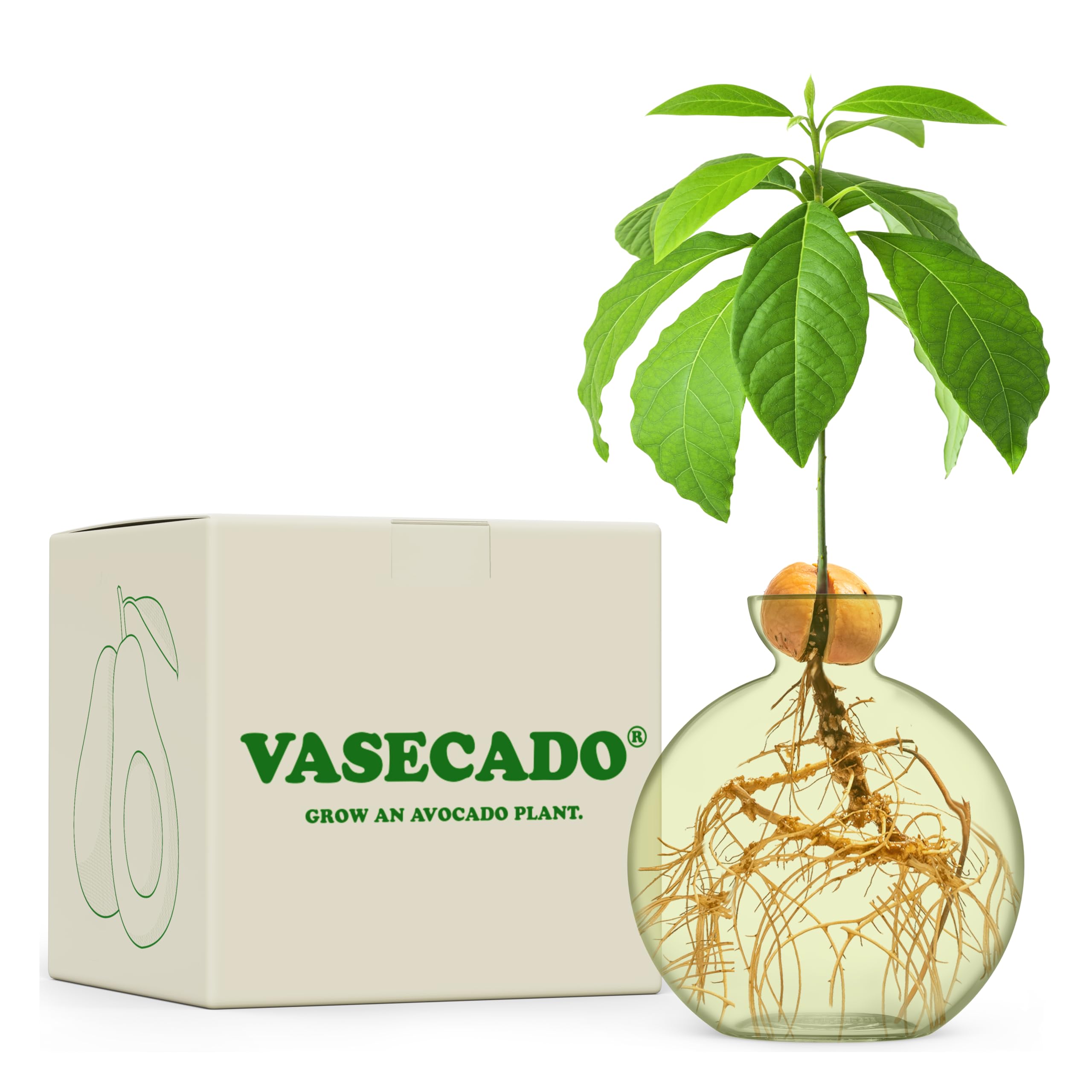 Vasecado Avocado Seed vase for Avocados (Avocado Fern) — image 1