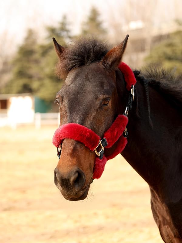 Coberturas de Fleece para Cabresto de Cavalos Harrison Howard, Burgundy, Conjunto com 9