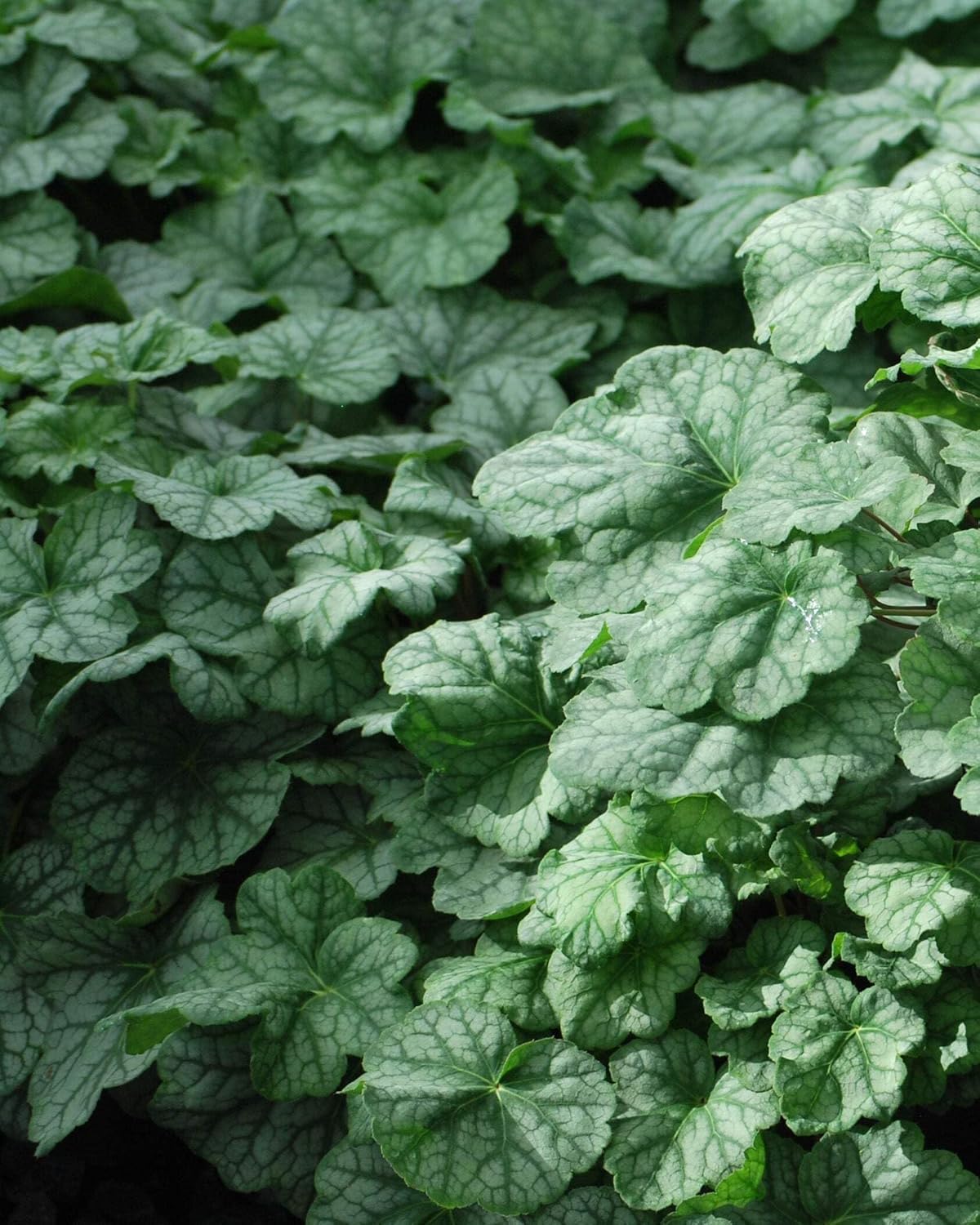 Perennial Farm Marketplace Heuchera a. 'Dale's Strain' (Coral Bells) Perennial, Size-#1 Container, Silvery Blue Green Foliage