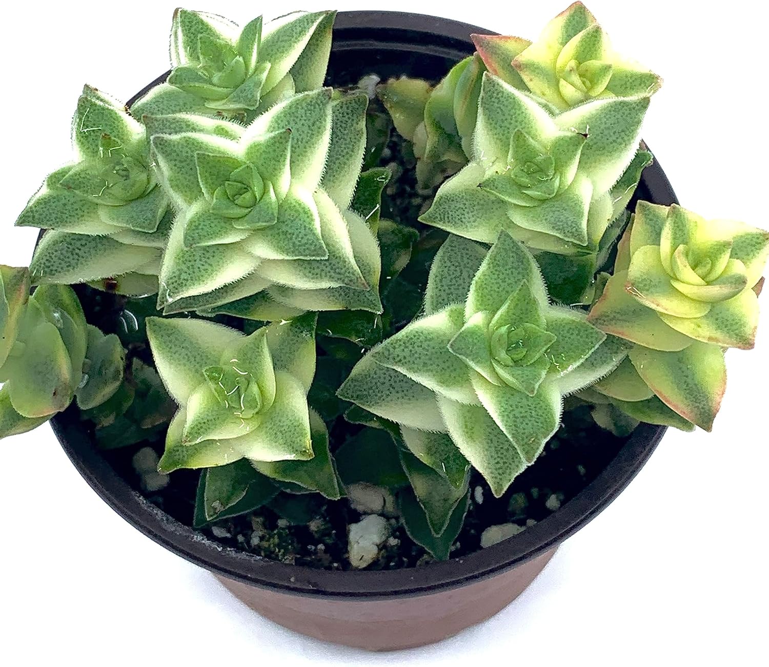 Plantas suculentas vivas de 4 pulgadas en maceta, cadena de botones totalmente enraizados, Crassula Perforata abigarrada, fácil de cultivar en