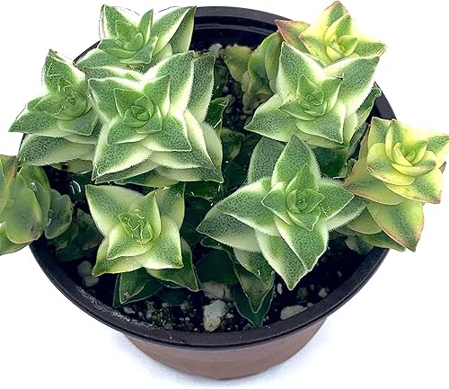 Plantas suculentas vivas de 4 pulgadas en maceta, cadena de botones totalmente enraizados, Crassula Perforata abigarrada, fácil de cultivar en