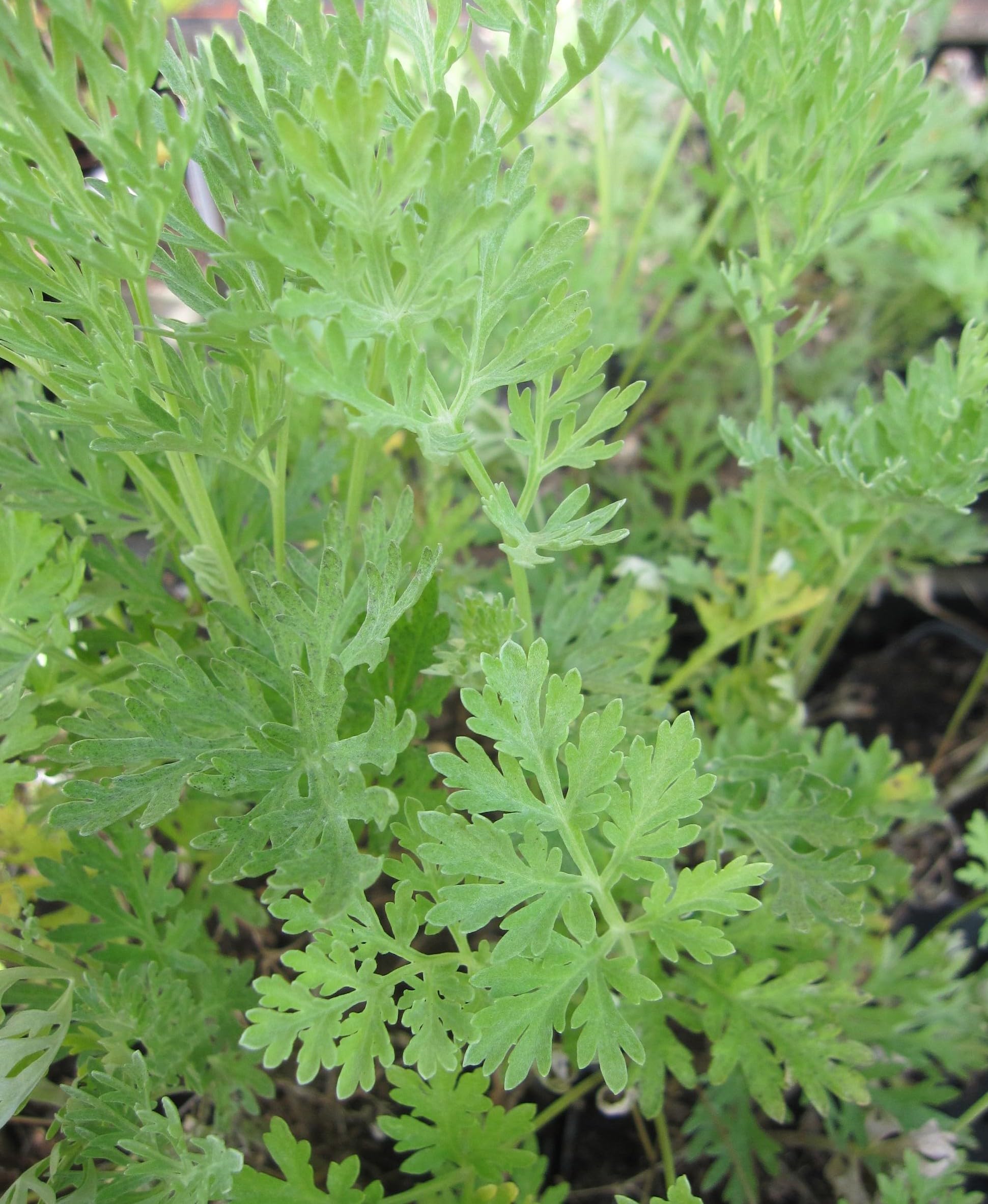 Wermutkraut - Artemisia absinthium - Gemeiner Wermut - Ursprungsart