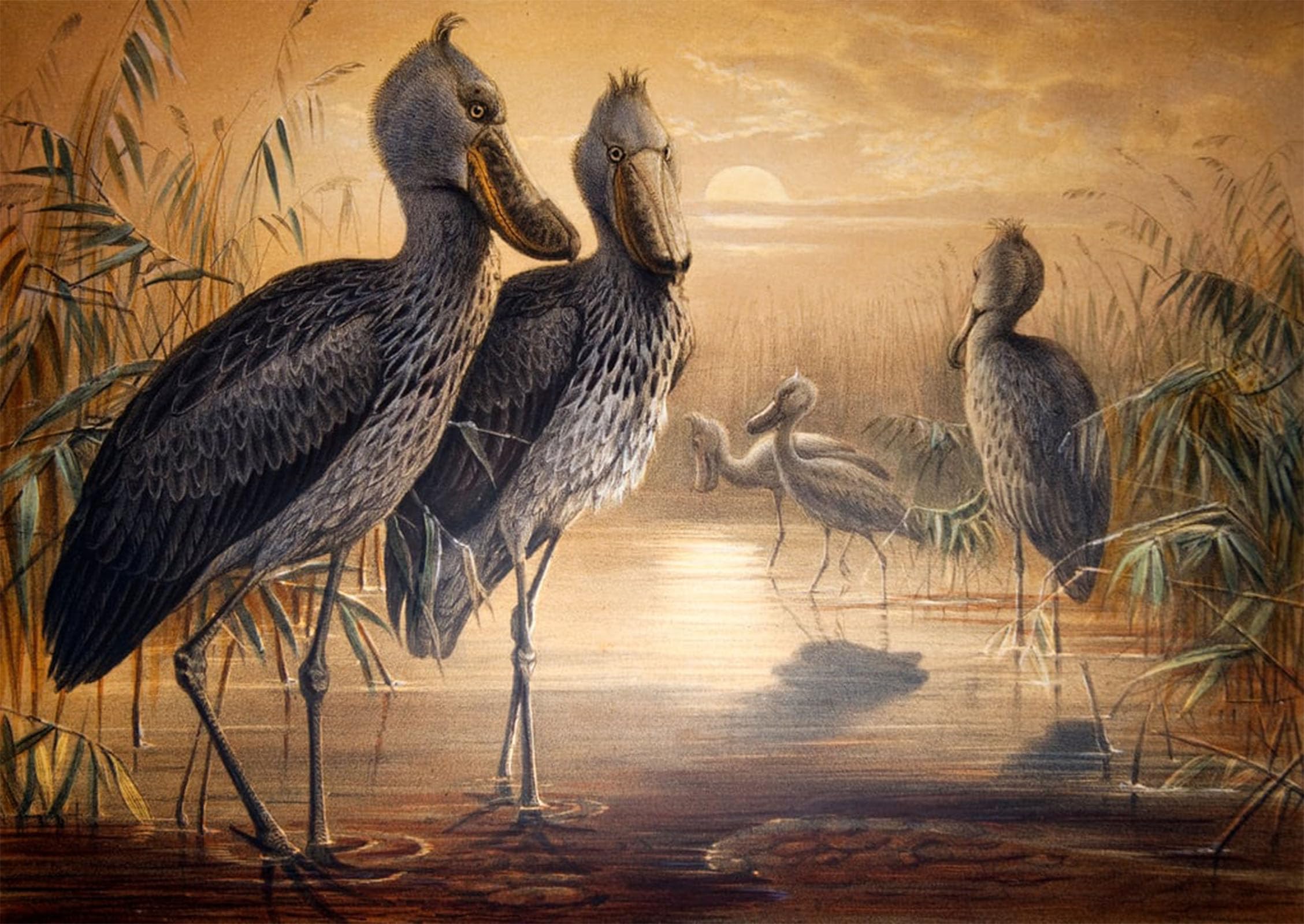ARTXLXXBN Famous Painting Canvas Artwork Graffiti Print Shoebilled Stork by Wolf Portrait Canvas Image for Home Decor 60x90cm