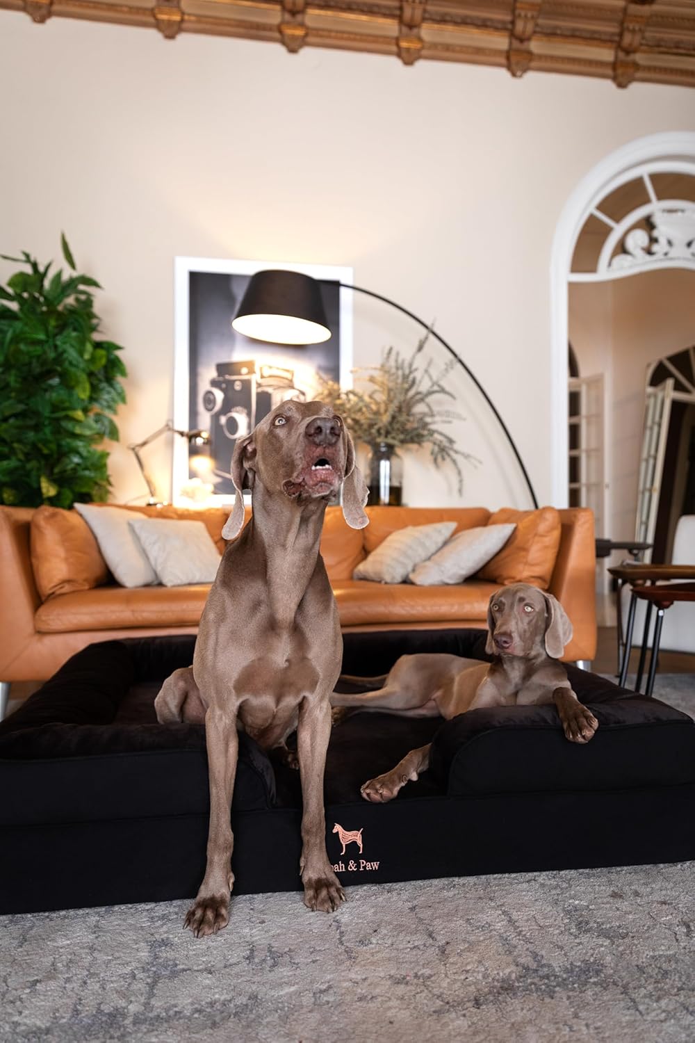 Ultimate Comfort: Review of the NOAH & PAW Giant Orthopedic Dog Bed