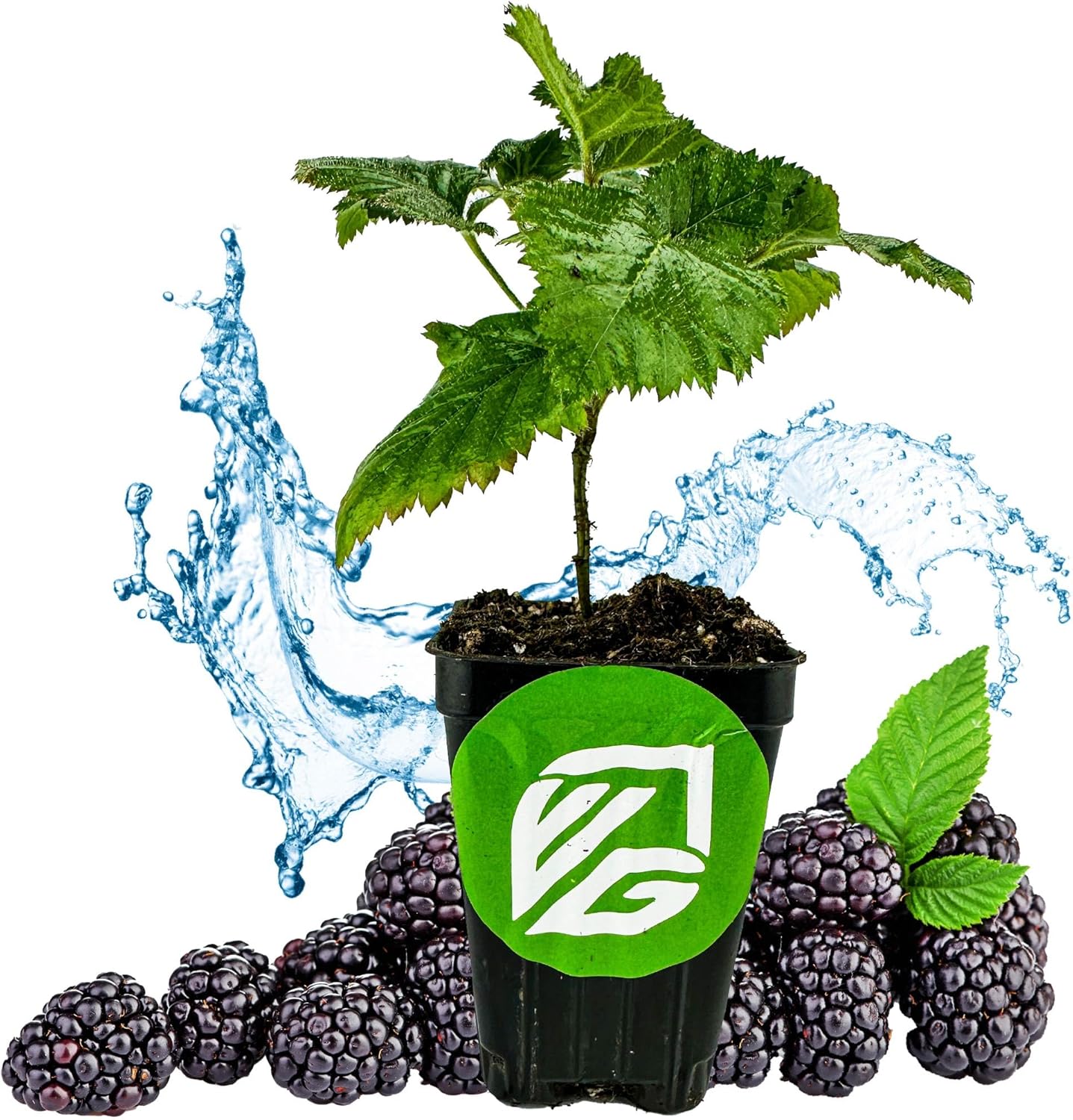 Natchez BlackBerry - Rubus 'Natchez' by Wellspring Gardens - Thornless, Self-Fertile, Juicy Fruit, Easy Care, High Yield, Spring Blooms (2-Pack)