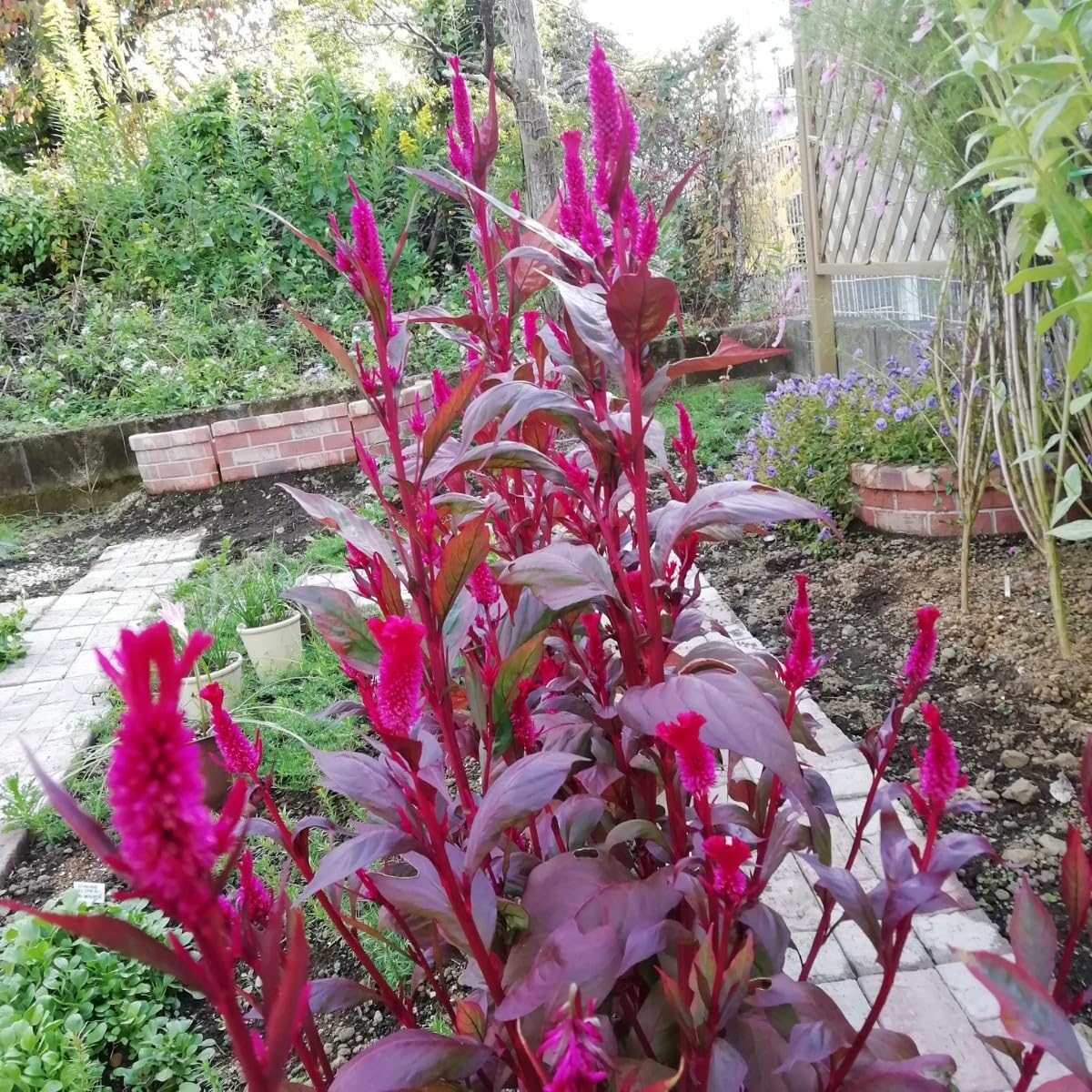 ☆752 hanatoteto ケイトウ ドライフラワー 450本 ドライ】東花/ケイトウ 久留米 約1〜3本 N/レッド/61154 - 花材