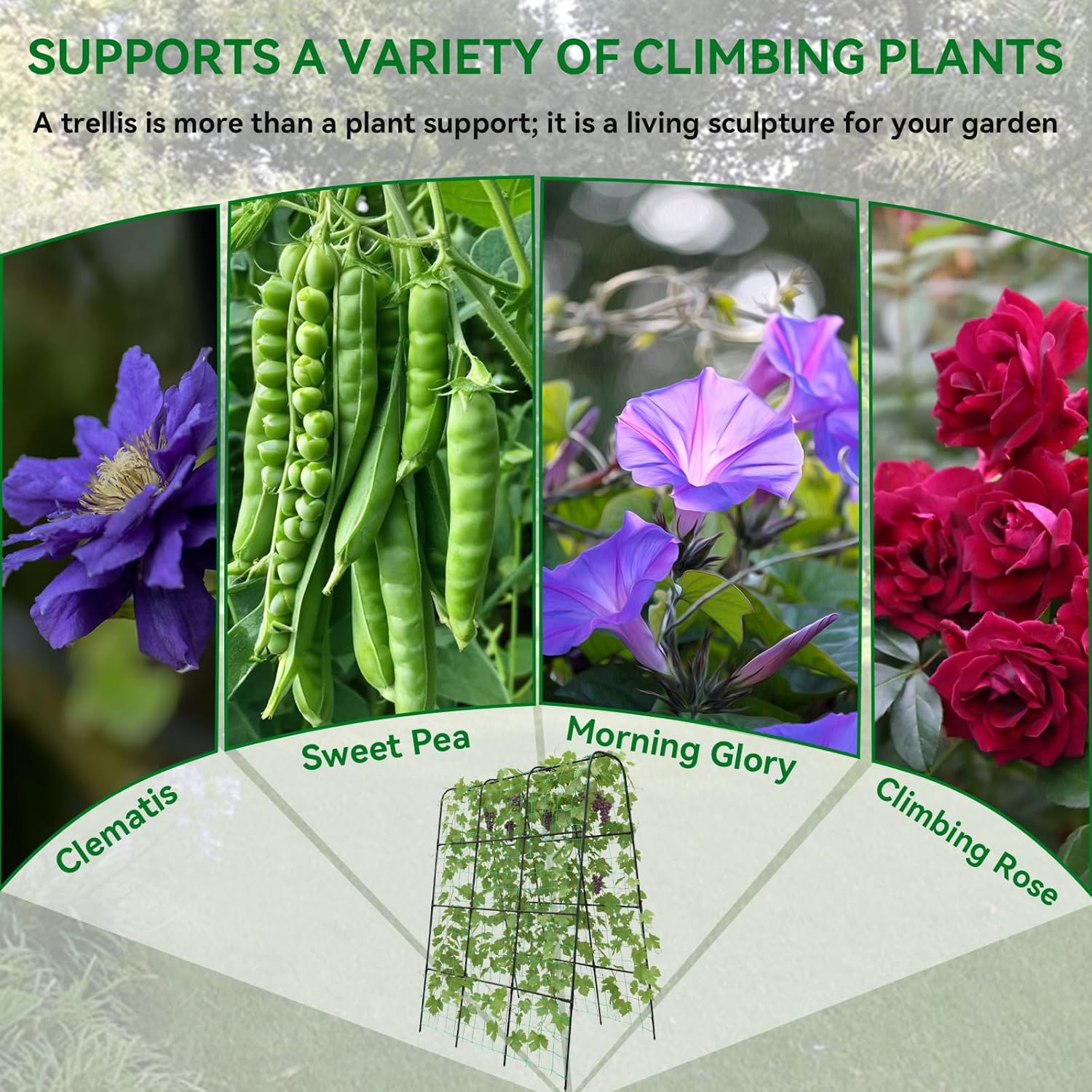 Cucumber Trellis - 62.4"*50" Cucumber Trellis for Raised Bed with Plastic-Coated Steel Pipe, U-Shape Garden Trellis for Climbing Plants, Garden Trellis for Cucumbers, Beans(Black)