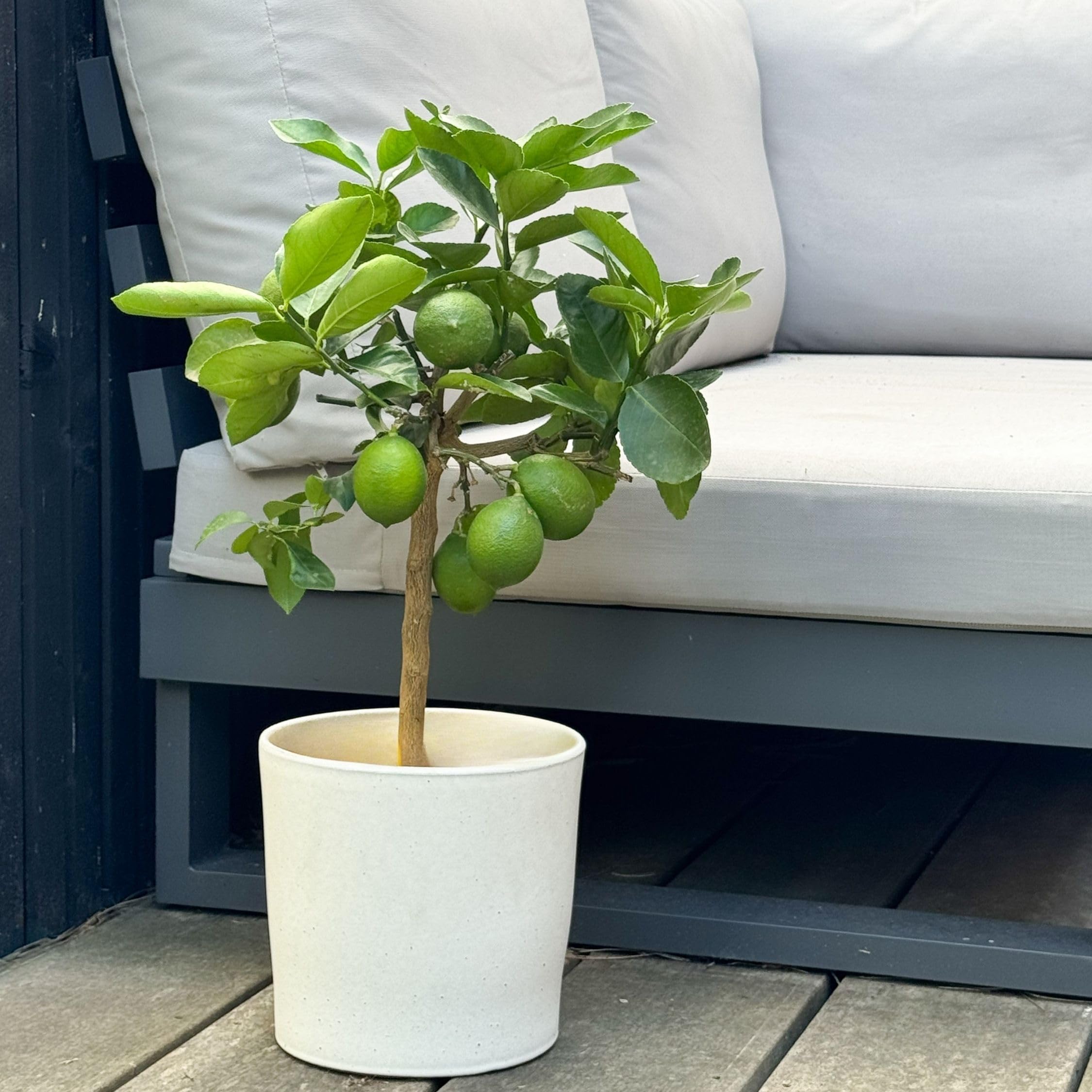 Citrus Limon - Citroenboom op stam ↕ 70cm | Het Groene Paradijs