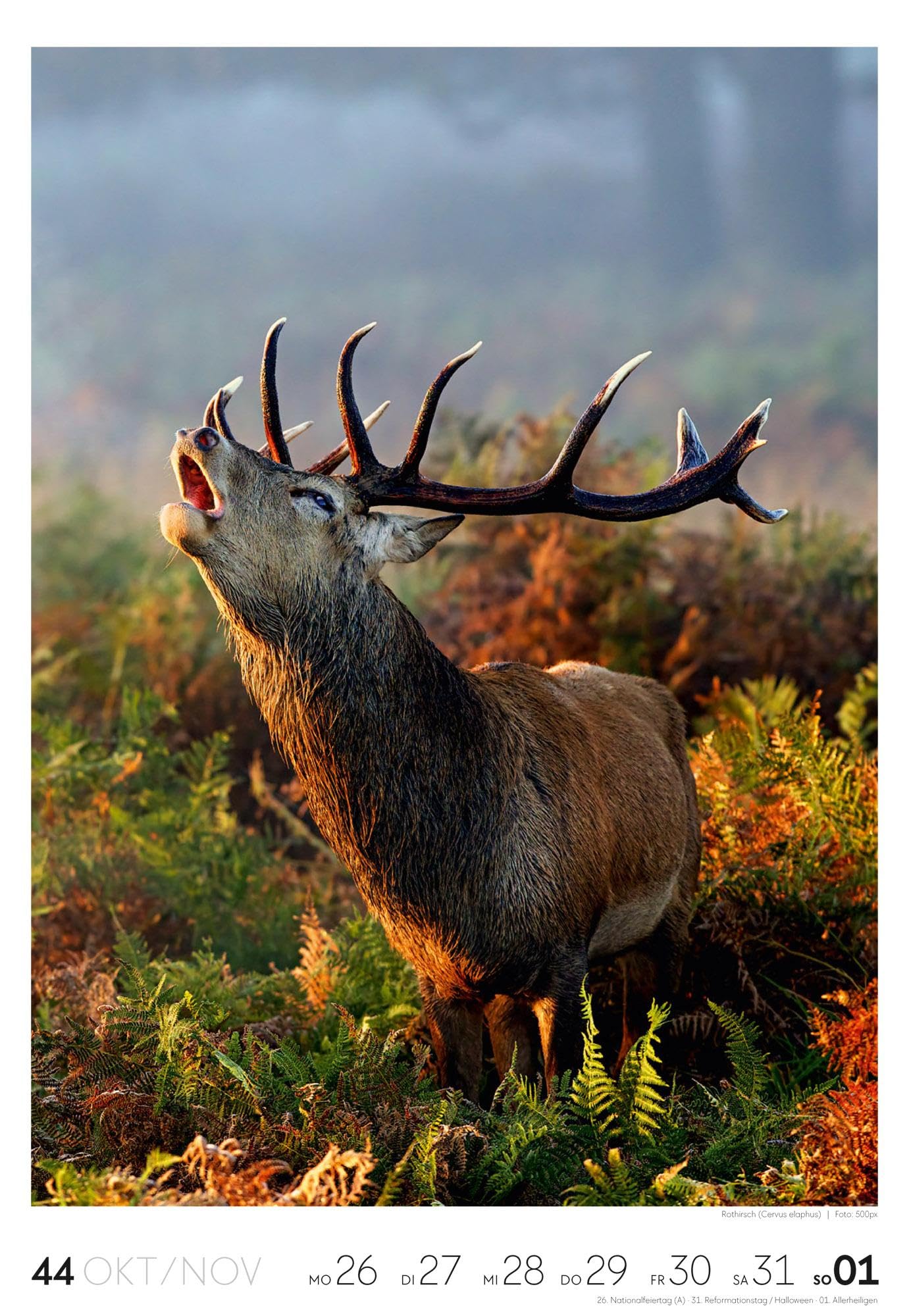 Natur Wochenkalender 2026 | Natur-Kalender mit 53 großformatigen Bildern im Hochformat (29x42 cm) | Heimische Flora und Fauna