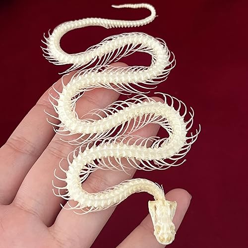 Miniatura 62 de Cráneos de animales reales, taxidermia, huesos de especímenes, suministros de taxidermia para educación científica, regalo especial (cráneo de coipo)