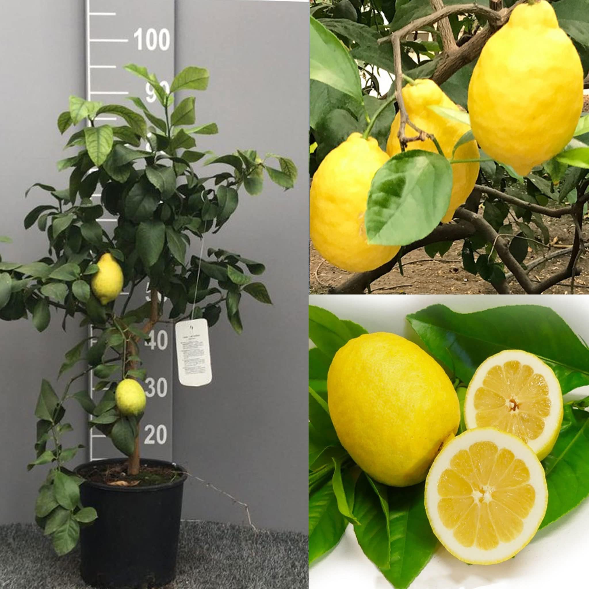 Pianta Di Limone Lunario In Vaso 18cm - Agrumi Sicilia, Altezza 120cm - Foto 5