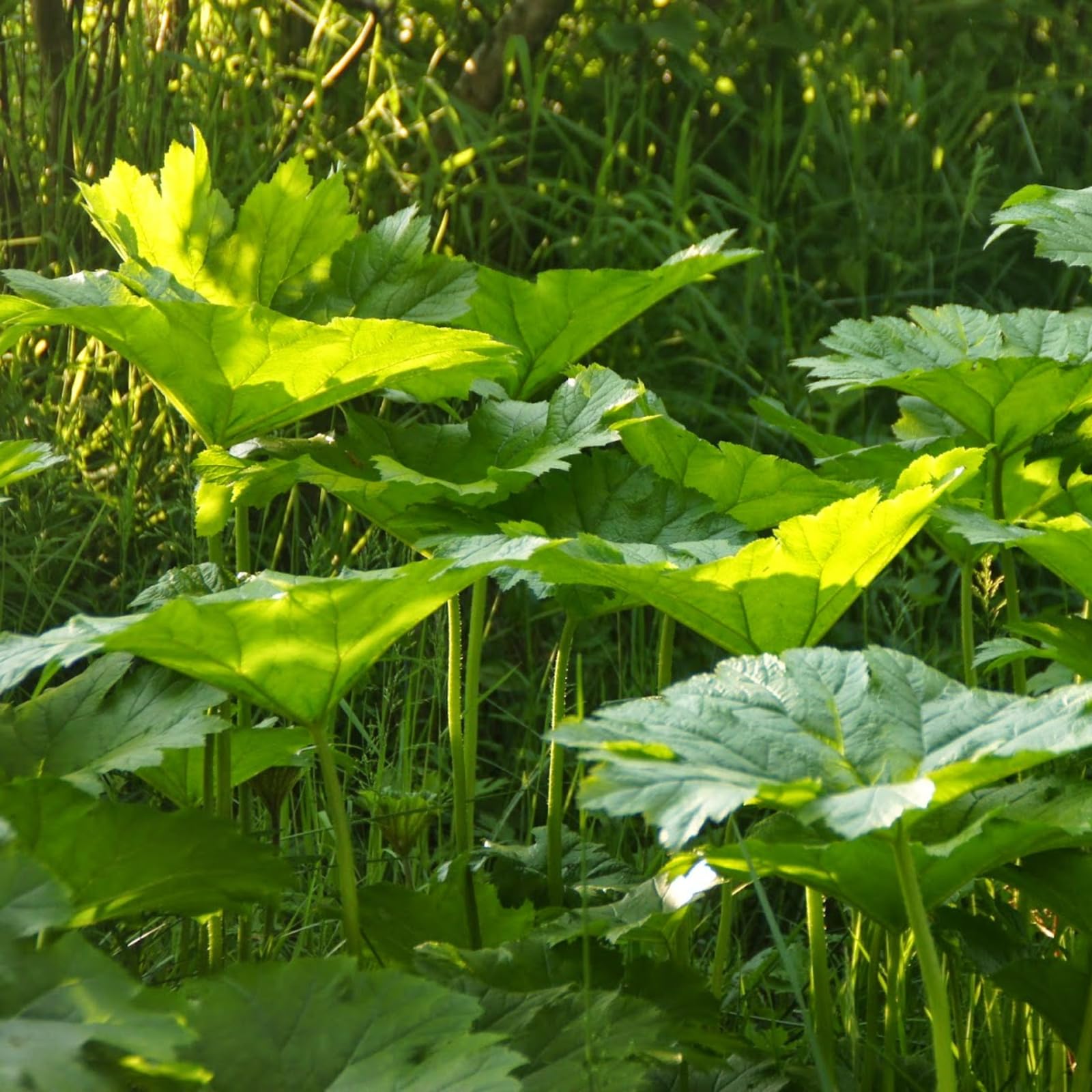 Carbeth Plants Darmera peltata Marginal Pond Plants for Small Ponds 2 x 9cm Pot, Umbrella Plant Live - Image 3
