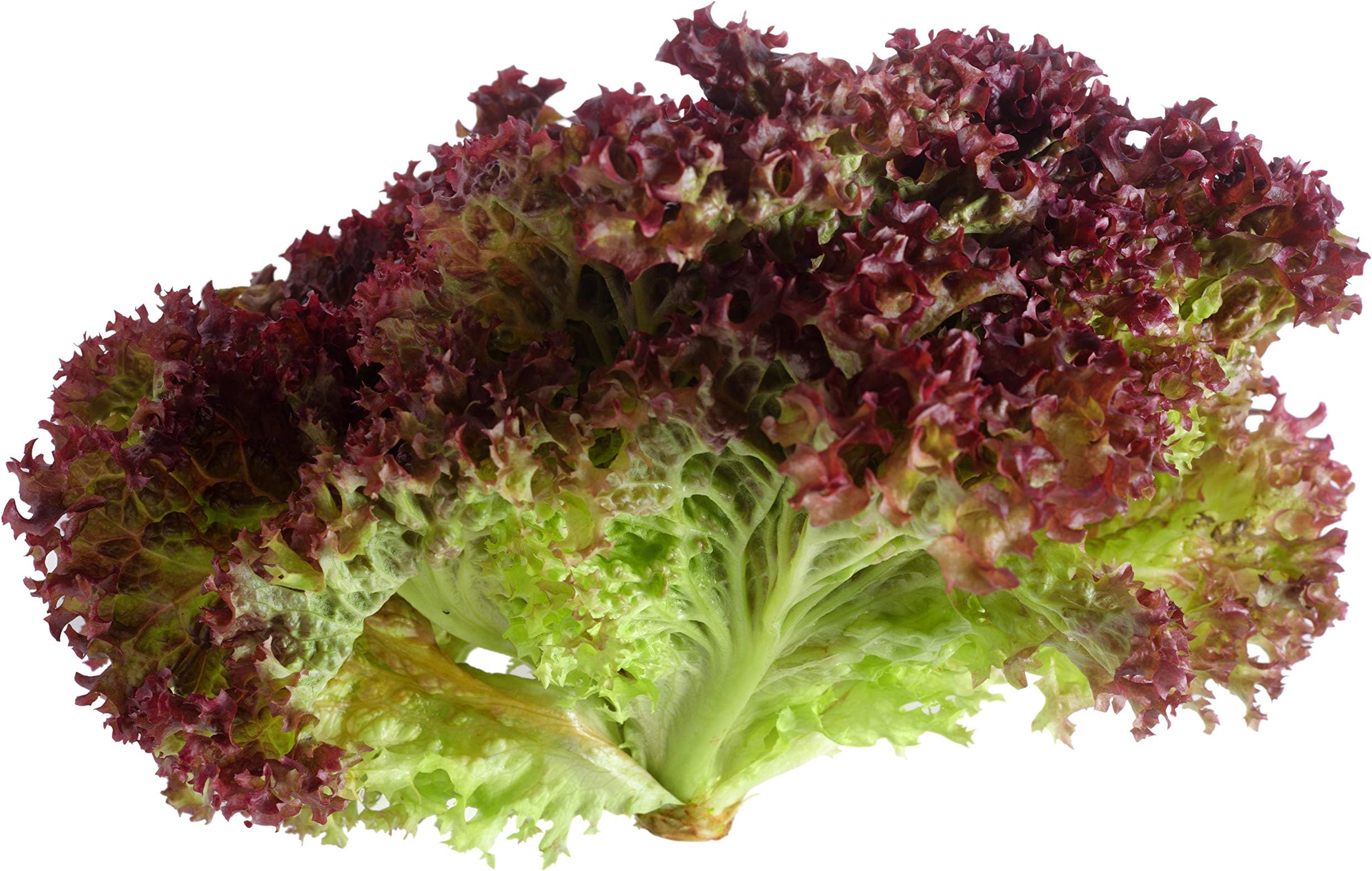 Lollo Rosso - Lettuce Seeds
