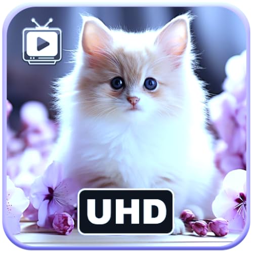 Cute Kittens & Cats - Adorable Feline Moments Screensaver