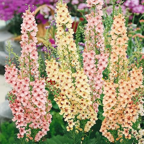 Outsidepride Verbascum Perenne Ornamental Mullein Southern Charm Garden Flowers - 15 Semillas Outsidepride Verbascum Perenne Ornamental Mullein Southern Charm Garden Flowers - 15 Semillas