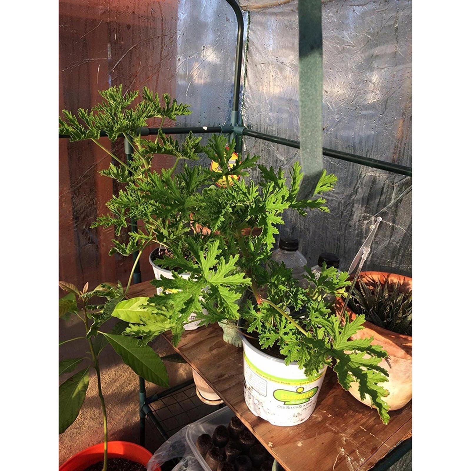 Pflanzenschutz Gewächshaus, Pflanzenschutz Winter Zelt Für Draußen, Tomatengewächshaus Pflanzenschutzzelt, Überwinterungszelt Für Pflanzen, Winterzelt Für Pflanzen Frostschutz Garten