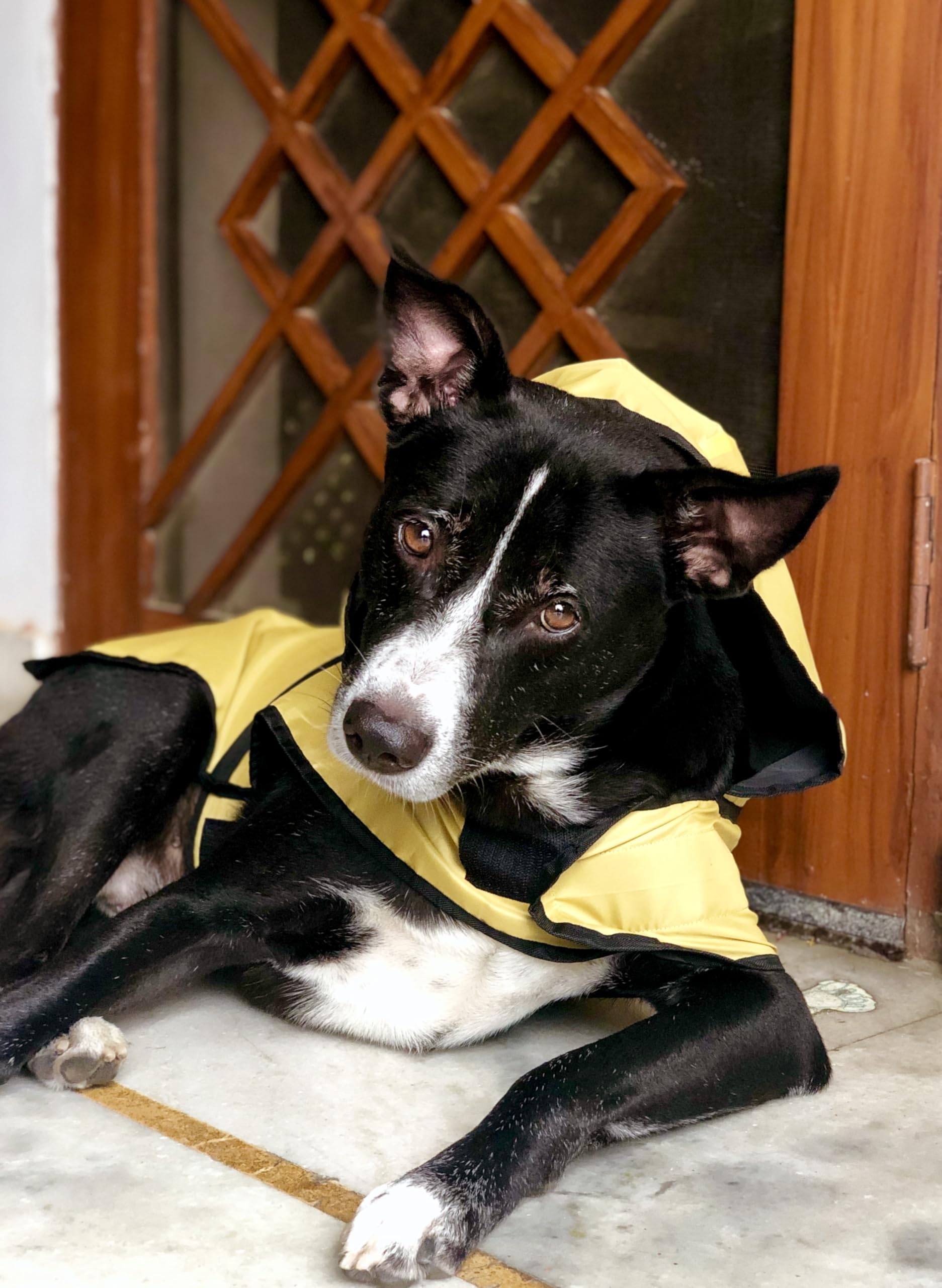 That Dog In Tuxedo Pawddington Dog Raincoat with Hoodie - Ochre Yellow (Size - 26) 2