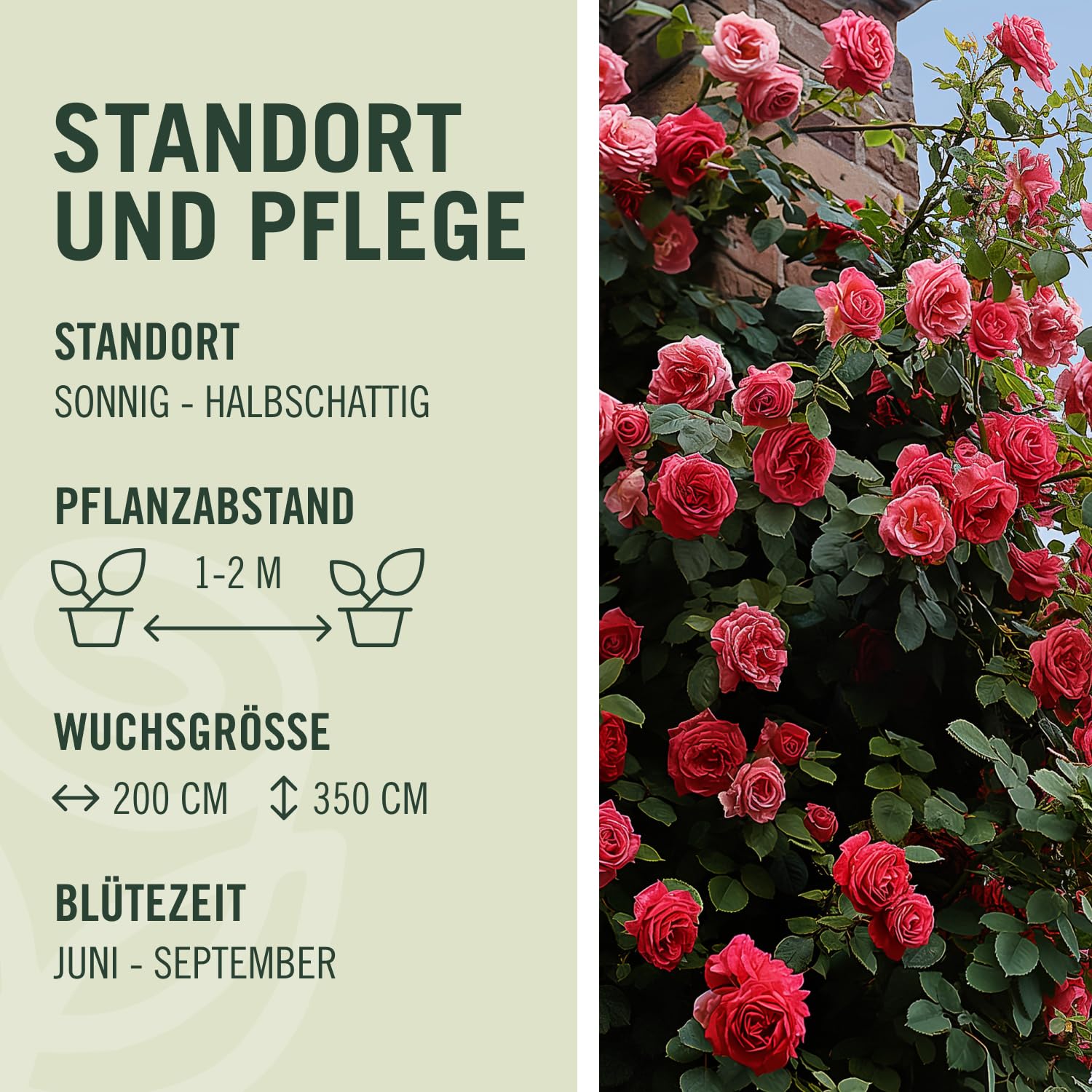 Kletterrose Red Flame in Rot - Kletter-Rose winterhart, stark duftend - Pflanze für Rankhilfe im 5 Liter Container von Garten Schlüter - Pflanzen in Top Qualität