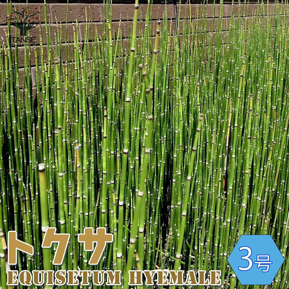 Amazon Co Jp トクサ3号 砥草 品種で選べる観葉植物 トクサは直立する姿が和モダンインテリアに似合う植物で 性質が丈夫で初心者の方でも 育てやすい観葉植物です お気に入りの鉢に植えて 室内の観葉植物として Diy 工具 ガーデン Amazon Co Jp トクサ3号 砥草 品種で選べる観葉植物 トクサは直立する姿が和モダンインテリアに似合う植物で 性質が丈夫で初心者の方でも 育てやすい観葉植物です お気に入りの鉢に植えて 室内の観葉植物として Diy 工具 ガーデン