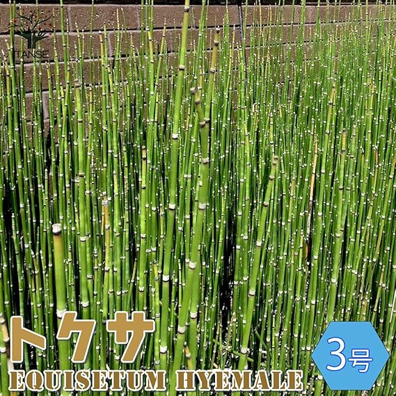 Amazon Co Jp トクサ3号 砥草 品種で選べる観葉植物 トクサは直立する姿が和モダンインテリアに似合う植物で 性質が丈夫で初心者の方でも 育てやすい観葉植物です お気に入りの鉢に植えて 室内の観葉植物として Diy