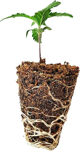 Miniatura 4 de Mosser Lee ML0003 SucSeed Premium Seed Starter de 244 pulgadas cúbicas